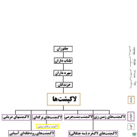 خانواده لاکپشت های برکه ای Emydidae